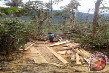 Banjir Bandang Palolo Diduga Akibat Perambahan?