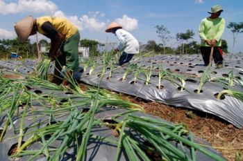 BPS: Wajar Tenaga Kerja Sektor Pertanian Turun