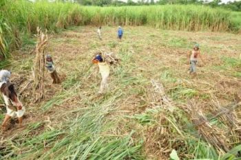 Petani Tebu Rakyat Pertanyakan Penentuan Impor 381 Ribu Ton "Raw Sugar"