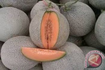 Melon NTB sulit masuk pasar Jepang 