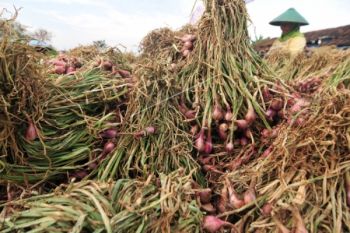 Harga Bawang Merah Merosot Tajam