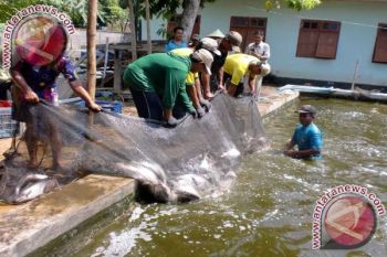 Pemkot Bantu Rp50 Juta Pembudidaya Ikan 