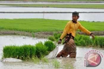 Cilacap Peringkat Tiga Peningkatan Produksi Pertanian Nasional