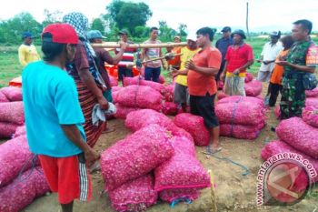 Bulog NTB ditarget serap 2.000 ton bawang 