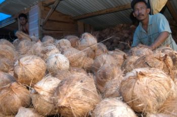 Jelang Ramadhan, Harga Kelapa Masih Stabil