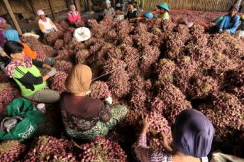 Harga Cenderung Turun, OP Bawang Merah di Banyumas Ditunda
