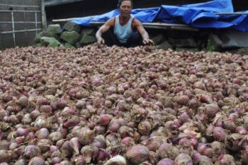 Rugikan Petani, Pemerintah Diharapkan Tidak Impor Bawang Merah