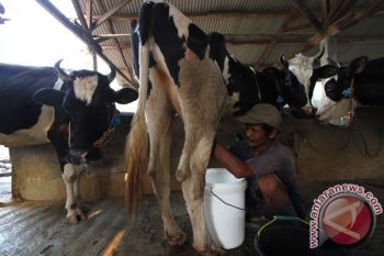 Konsumsi susu Masyarakat Indonesia Paling Rendah se ASEAN 