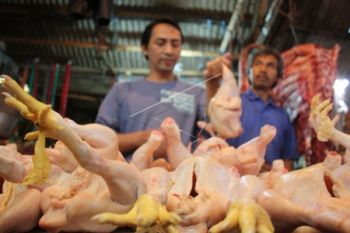 Jelang Puasa, Permintaan Daging Ayam Masih Stabil