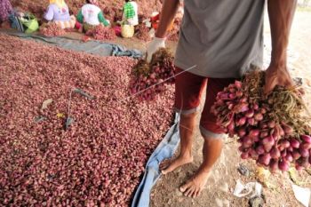 Bulog Surakarta OP Bawang Merah
