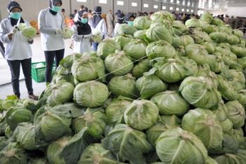 Pasar Ekspor Hortikultura Terbuka di Singapura 