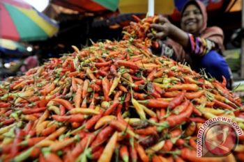 HARGA CABAI STABIL