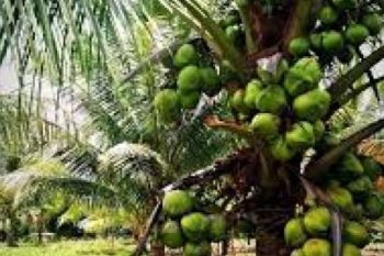 95 Persen Kebun Kelapa di Tanjung Pasir Rusak Parah