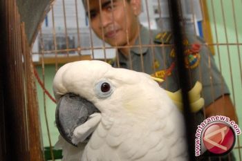  Polda Jatim Gagalkan Pengiriman 90 Beo Kalimantan