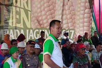  Lampung targetkan produksi jagung 2 juta ton 