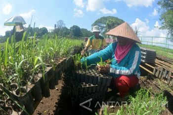 Bibit Tebu