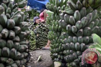 HARGA PISANG NAIK