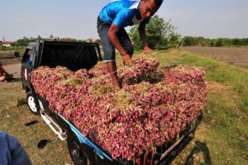 Pasokan Lancar, Harga Bawang Merah di Solo Turun