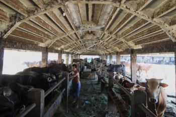 Impor Daging Rugikan Peternak