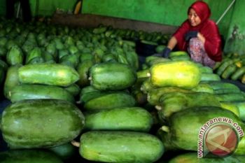 PERMINTAAN BUAH PEPAYA MENINGKAT