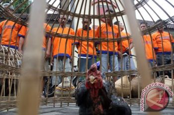 Lari dari Arena Sabung Ayam, Tiga Orang Hanyut di Sungai Luk Ulo