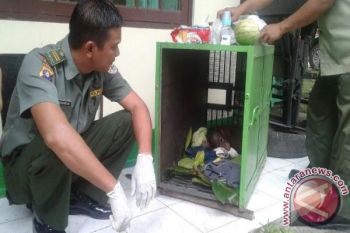 Warga Kotawaringin Timur Serahkan Anak Orangutan