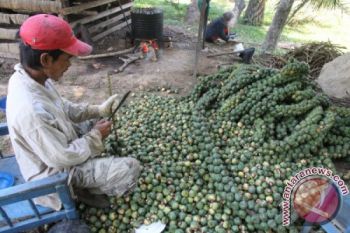 Produksi Kolang Kaling Meningkat
