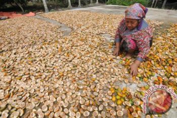 Harga Pinang Turun