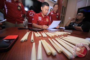 Polisi Gagalkan Penyelundupan Gading Gajah Asal Riau 