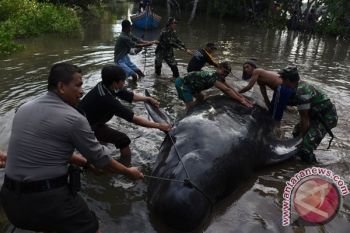 10 Paus yang Terdampar di Probolinggo Mati