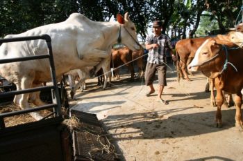 Penjualan Sapi Lokal Anjlok Meski Harga Daging Tetap Tinggi