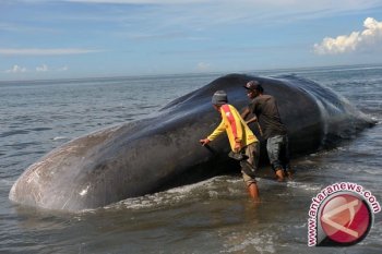 270 paus terdampar di gundukan pasir Pulau Tasmania