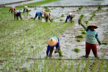 Luasan Tanaman Padi Temanggung Baru 1.990 Hektare 