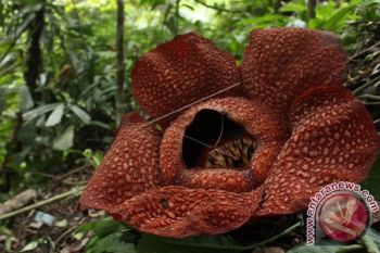 Pengunjung Bunga Langka Rafflesia Kecewa Akibat di Cat Pilox