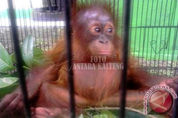 Warga Kotim Serahkan Dua Anak Orangutan