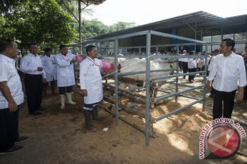 Presiden Tinjau Pembibitan Sapi Lokal