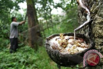 Gapkindo minta PPN karet tidak dipungut