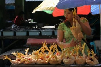  Harga Ayam di Pekalongan Cenderung Stabil