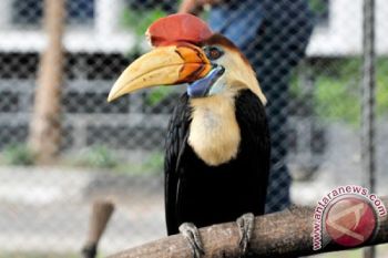 Lembaga adat didorong buat aturan penangkapan burung Enggang