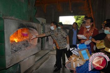 BNN, TNI dan Polri Musnahkan Tanaman Ganja