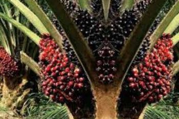 Produksi Sawit Inhil Terus meningkat