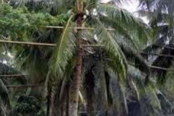Disbun Inhil Tingkatkan penanganan Kebun Kelapa Yang Rusak