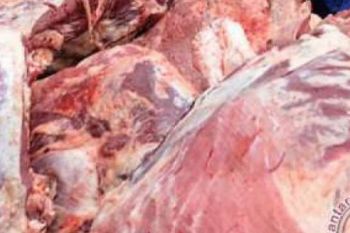 1 Ton Daging Harga Rp80.000 per Kg Tiba di Pekanbaru