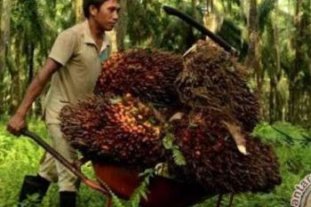 Sepekan Jelang Lebaran Harga Sawit Riau Turun Rp33,82 per Kg