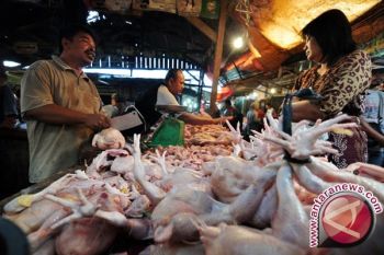 Inflasi di Padang pada Januari dipicu harga daging ayam