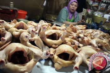 Tak ada alasan harga ayam dan telur naik, kata Mentan