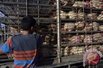 PERMINTAAN STOK AYAM MENINGKAT