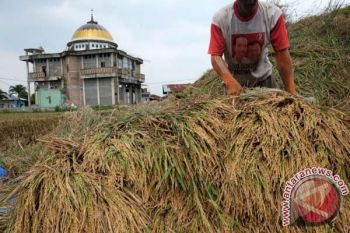 Produksi padi di Lampung naik