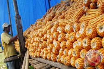 Pemerintah pastikan impor jagung untuk pakan ternak