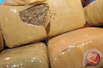 Terbongkar, Peredaran Ganja Lewat Jasa Pengiriman di Semarang 